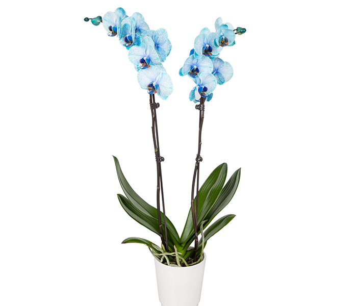 Elegant Orchid (Blue Phalaenopsis)- Multiple Spikes