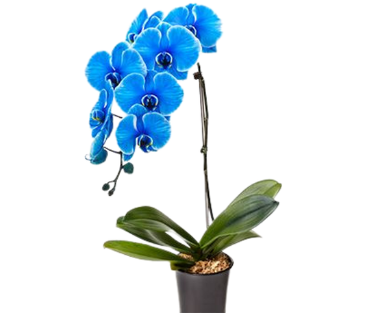 Elegant Orchid (Blue Phalaenopsis)