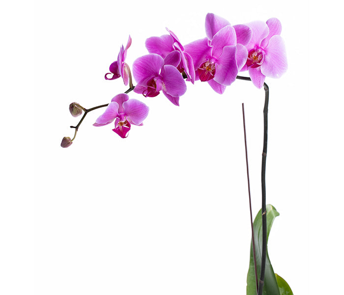 Elegant Orchid (Pink Phalaenopsis)