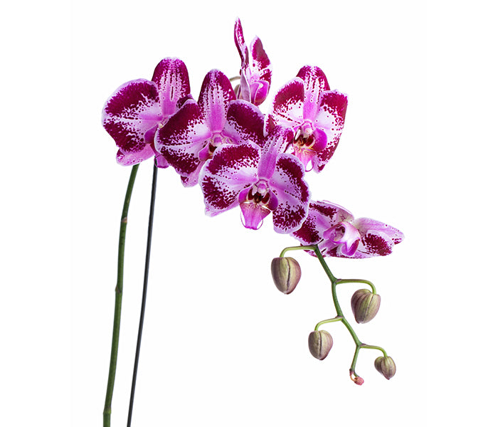 Elegant Orchid (Magenta & White Phalaenopsis Orchid)