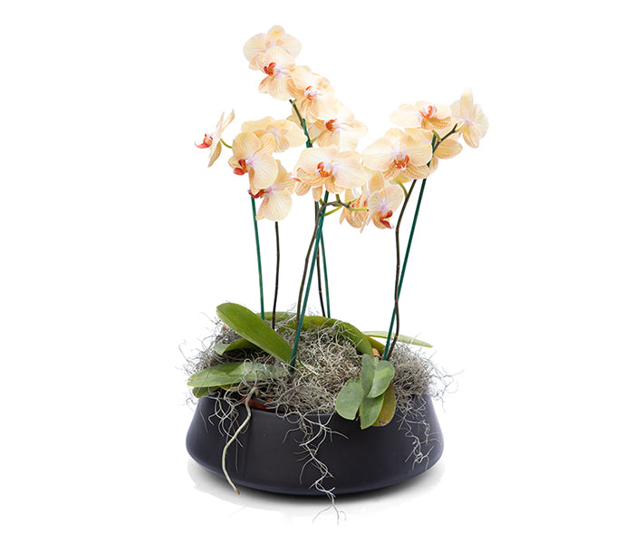 Elegant Orchids (Cluster of 4 Phalaenopsis Orchid)