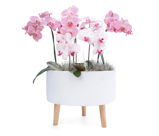 Elegant Orchids (Simple Orchid Garden)