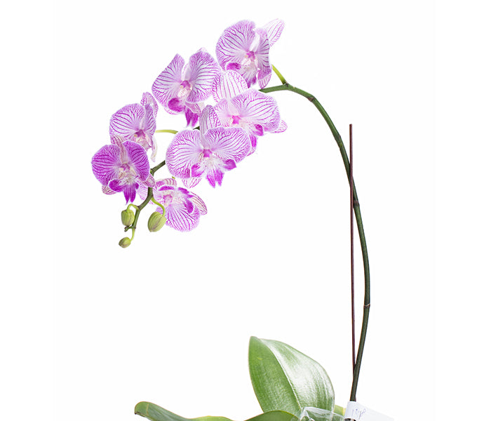 Elegant Orchid (Pink Veined Phalaenopsis Orchid)