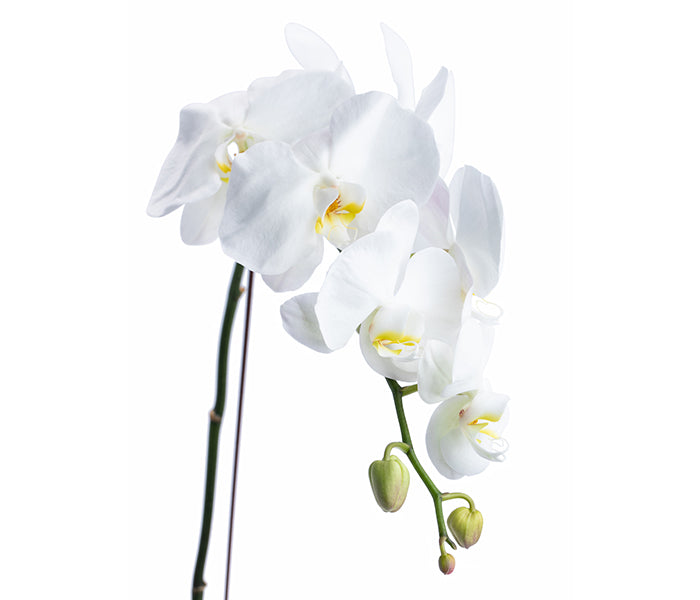 Elegant Orchid (White Phalaenopsis Orchid)