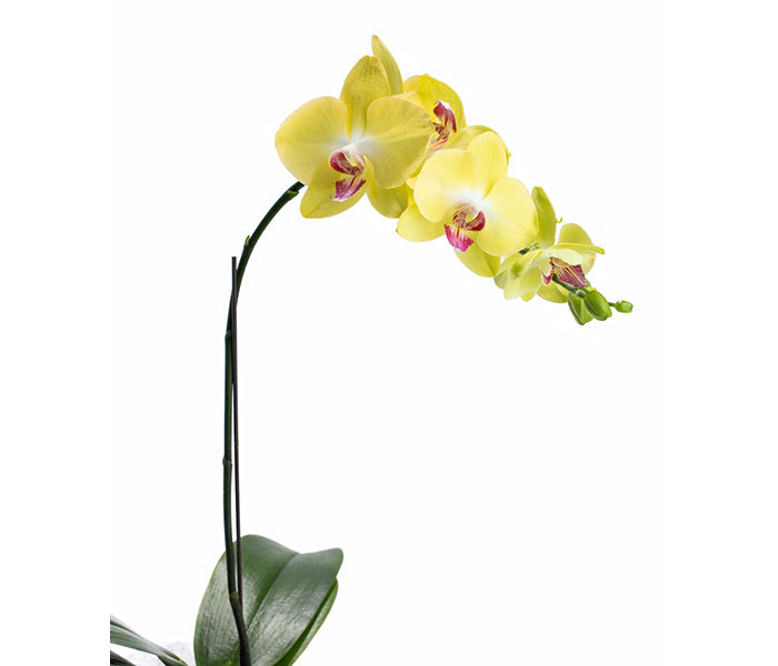 Elegant Orchid (Yellow Green Phalaenopsis Orchid)