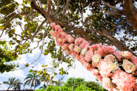 1_TaiFlora_BicknellJardim_Wedding_SeaSaltVilla_23.11.19-6