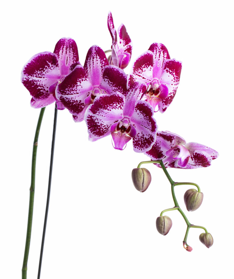 Elegant Orchid ( Magenta & White Phalaenopsis Orchid) – Tai Flora Luxe