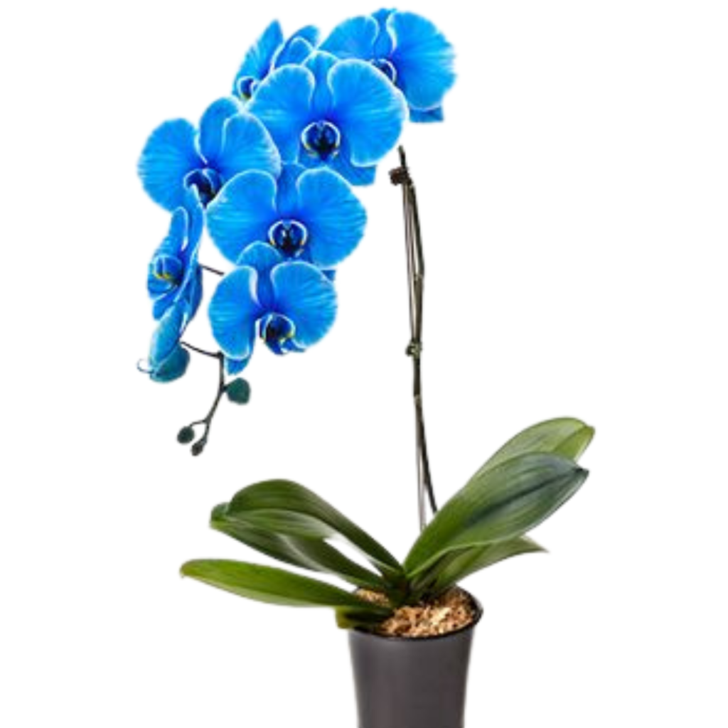 Orchid blues