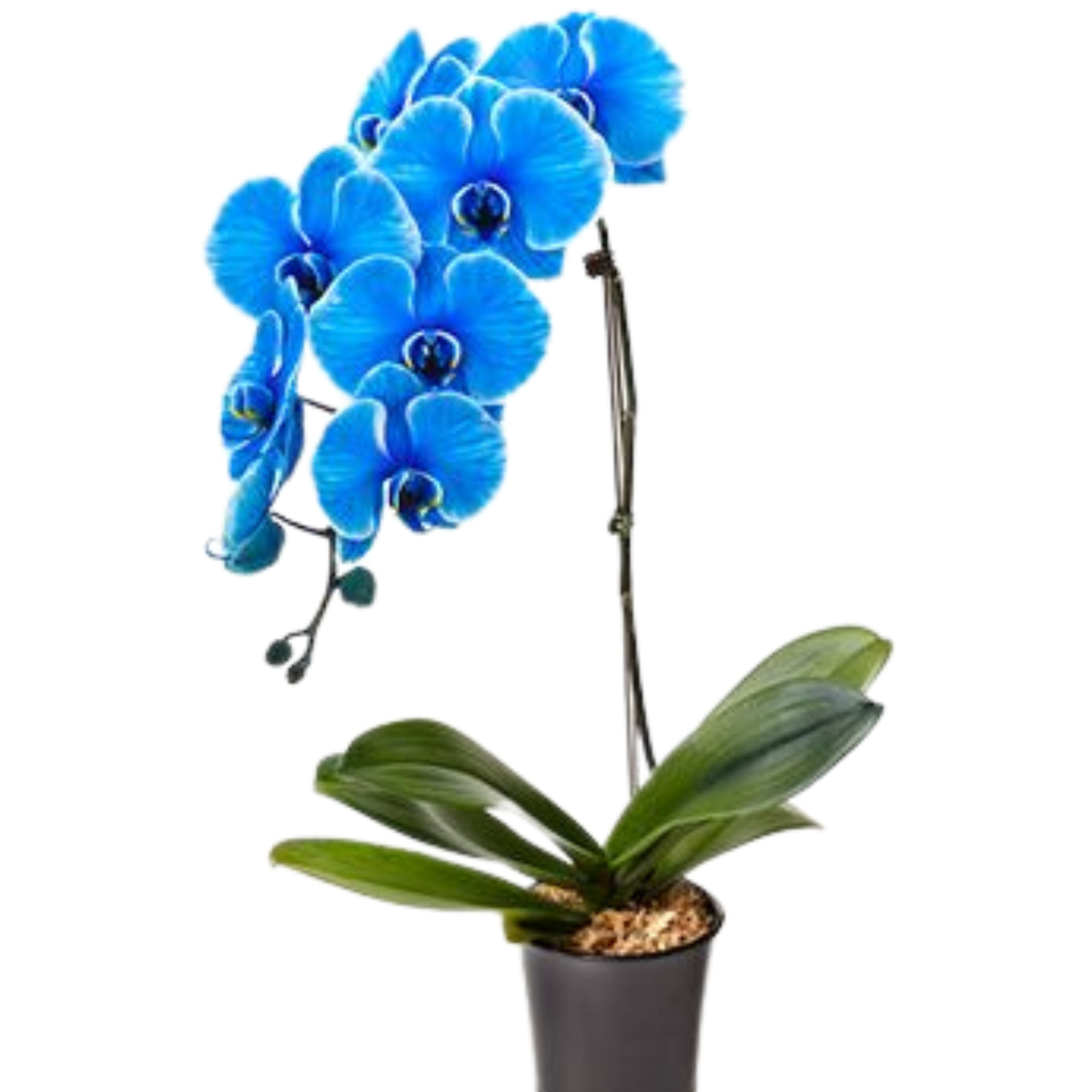 Орхидея фаленопсис голубая. Орхидея фаленопсис синяя. Архидея фаленопсис синяя. Орхидея Королевский голубой фаленопсис. Синяя орхидея в горшке